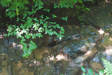 Mountain river flowing through the green forest