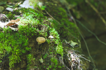 Small mushroom in the moss