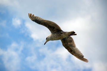 Möwe Laridae  in der Luft