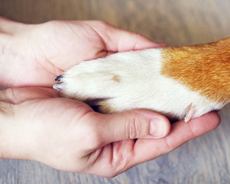 Dog paws and human hand close up. Conceptual image of friendship, trust, love, help between the person and a dog