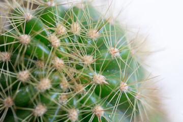 Cactus on backgrounds of table, Cactus in pot background.