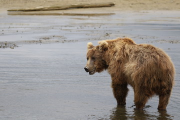 Braunbär, Katmai Nationalpark, Hallo Bay