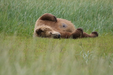 Braunbär, Katmai Nationalpark, Hallo Bay