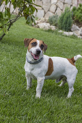 puppy purebred jack russell terrier attentive in a field