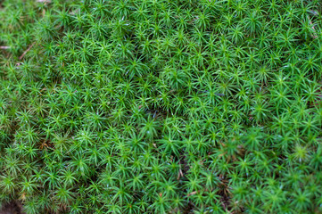 Moss Texture Background