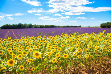 Fototapeta premium Meadow with lavender and sunflowers.