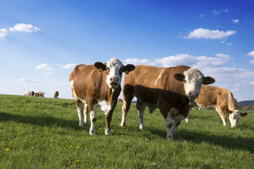 Fototapeta na wymiar Cows grazing on pasture, blue sky and green grass