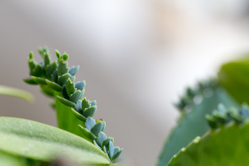 Modified leaf of Bryophyllum pinnatum for education.
