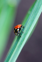 Ladybug on green leaf