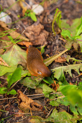 Slug crawls on the ground