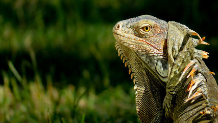 Close up of an Iguana's head
