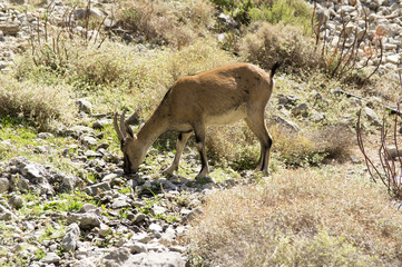 Capra aegagrus cretica, Cretan goat, Agrimi, Cretan Ibex, kri-kri goat, single wild cretan goat on pasture in old village in Samaria Gorge