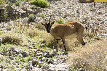 Capra aegagrus cretica, Cretan goat, Agrimi, Cretan Ibex, kri-kri goat, single wild cretan goat on...