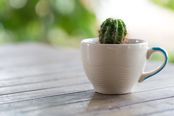 Cactus on backgrounds of table, Cactus in pot background.