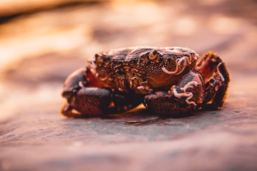 Crab on stone at sunset. Ocean wildlife