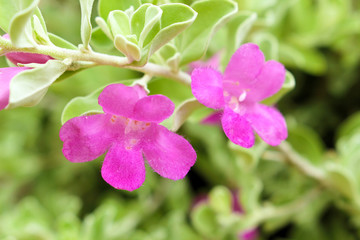 purple flowers background