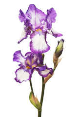 Purple flowers iris isolated on white background. Blue. Wedding card. Flat lay, top view. Love. Valentine's Day