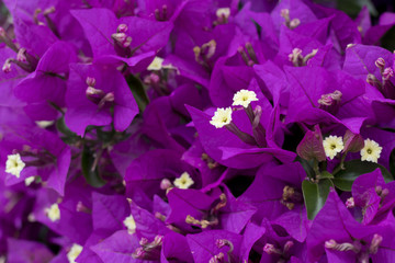 Closeup image of different parts of Bougainvillea flowers.