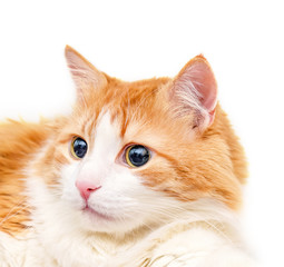 Portrait of red cat on white background