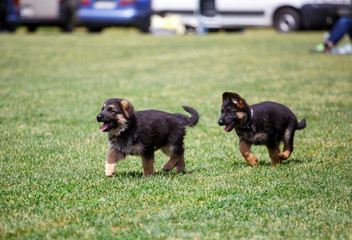 German shepherd puppy in the grass