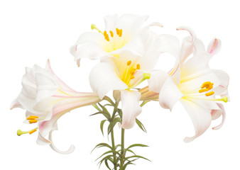 Bouquet of beautiful white lily flowers isolated on white background. Flat lay, top view