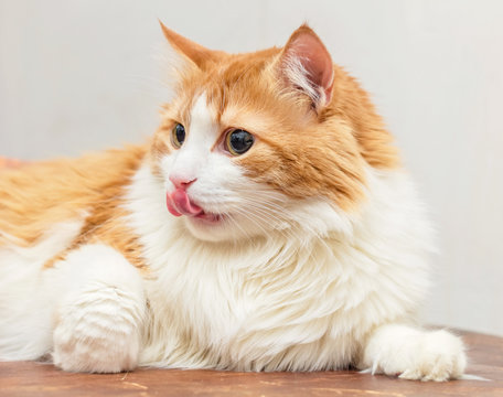 Ginger white cat with tongue