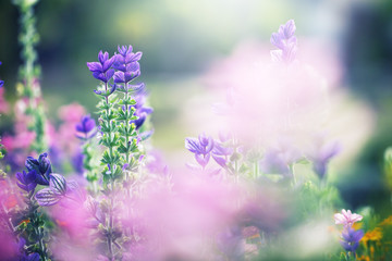 Fototapeta na wymiar colorful lilac beautiful flowers in garden flowerbed on natural green background. Fresh summer photo