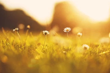 Foto auf Acrylglas many meadow chamomile on sunny background in autumn field © Svetlana