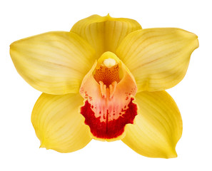 yellow orchid head, isolated on a white background