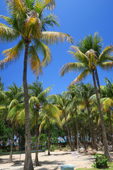 Fototapeta na wymiar tall coconut palm trees in Cuba