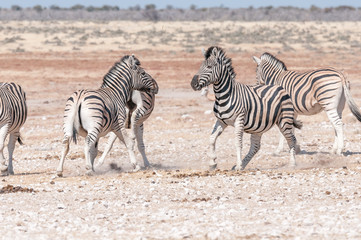 Fototapeta na wymiar Two Burchells zebra stallions getting ready to attack each other