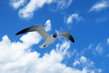 beautiful strong seagull in the sky