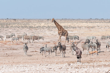 Fototapeta na wymiar Giraffe, oryx, springbok and Burchells zebras in Northern Namibia