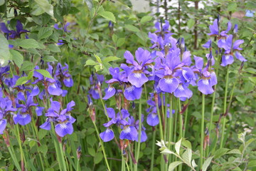 Irises in the garden