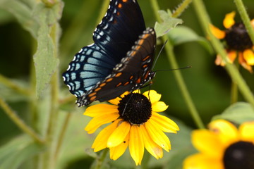 HARMONY IN THE GARDEN - 168 