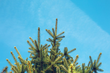 fir tree on background of blue sky.