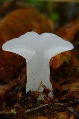Pseudohydnum gelatinosum