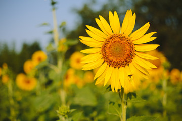 Sunflower field