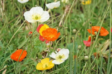 Bunte Blumenwiese mit farbigem Mohn