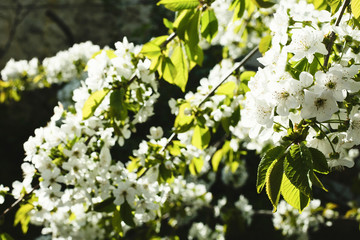 Blossoming tree of cherry, on a blue sky, spring sunny day