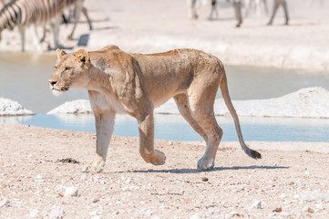 Naklejka premium African Lioness with scars and visible wounds walking
