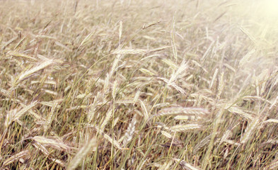 Wheat field. Rural scenery under the shining sunlight. The maturation of wheat grains. The concept of a rich harvest