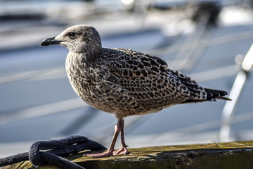 A seagull sitting on a quay in a harbor, with a background of water and ships.