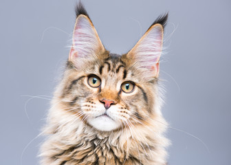 Portrait of domestic black tabby Maine Coon kitten. Cute young cat on grey background. Close-up...