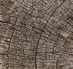Fototapeta premium Texture and background of wooden use as natural.