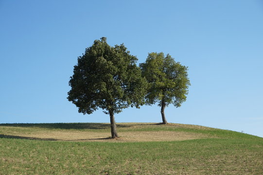 gemelli