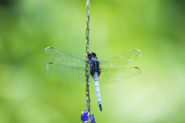 Close up Dragonfly: side view of Marsh Skimmer