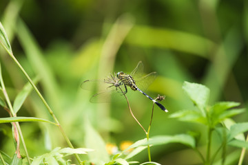 Dragonfly: Green Skimmer