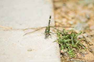 Dragonfly: Green Skimmer on ground
