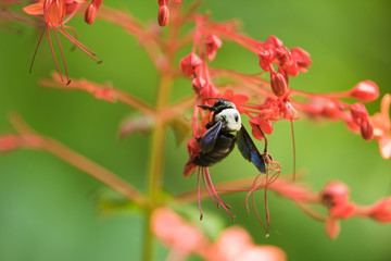 Carpenter bee on red flower